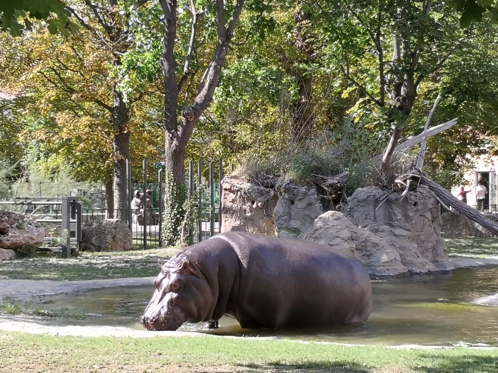 Schönbrunn Zoo - a hippo