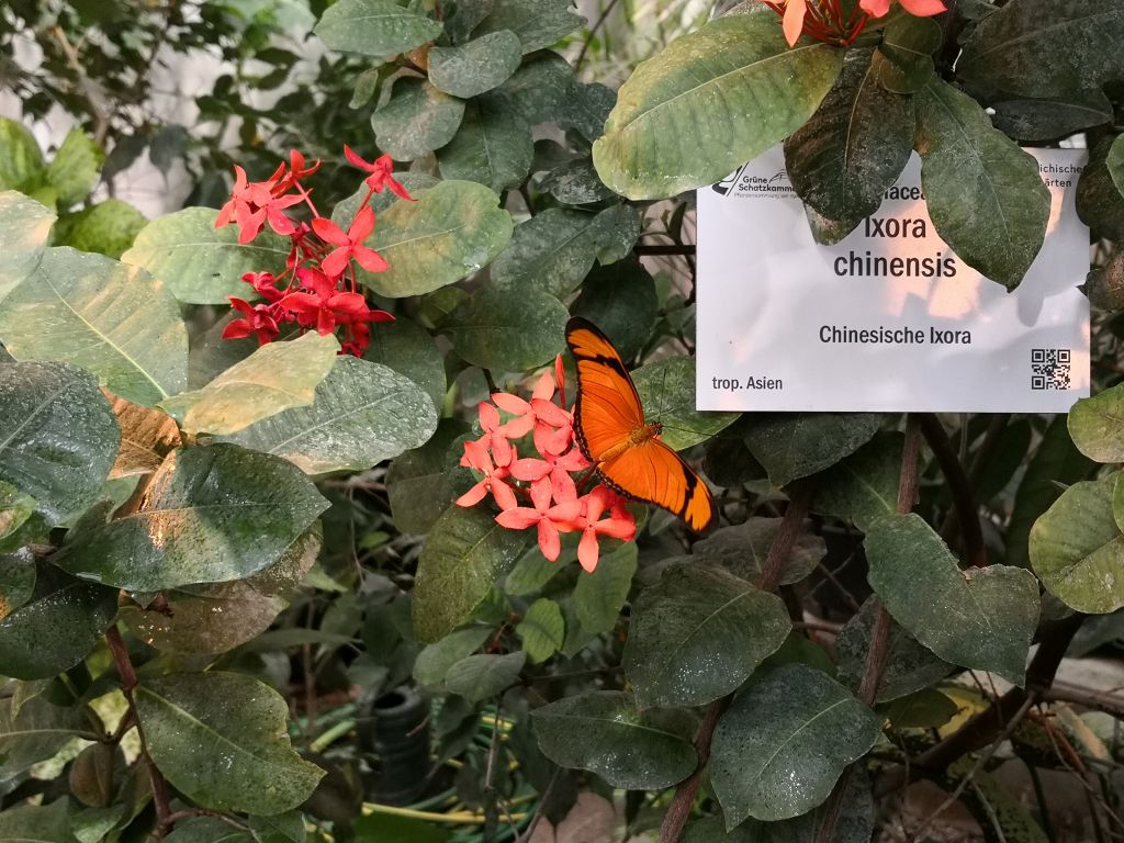 Butterfly House - butterflies in their natural habitat