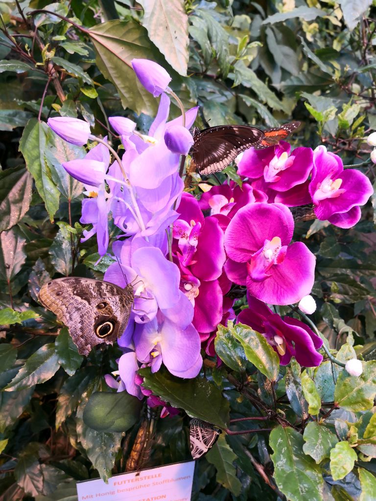Schmetterlinghaus - butterflies and exotic flowers