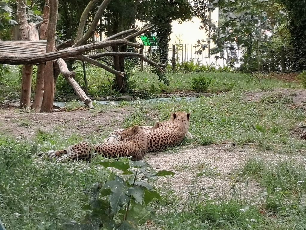 Schönbrunn Zoo - cheetahs