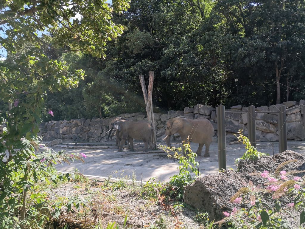 Schönbrunn Zoo - elephants