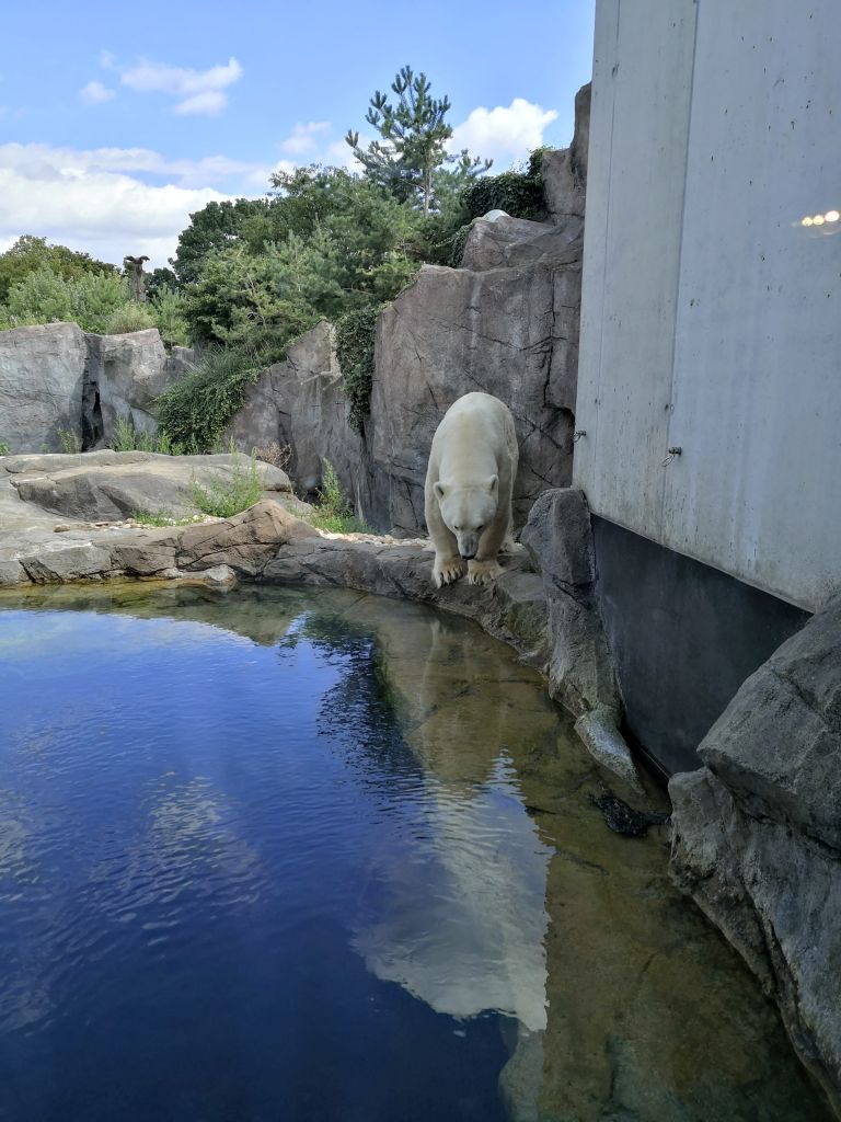 Schönbrunn Zoo - polar bears