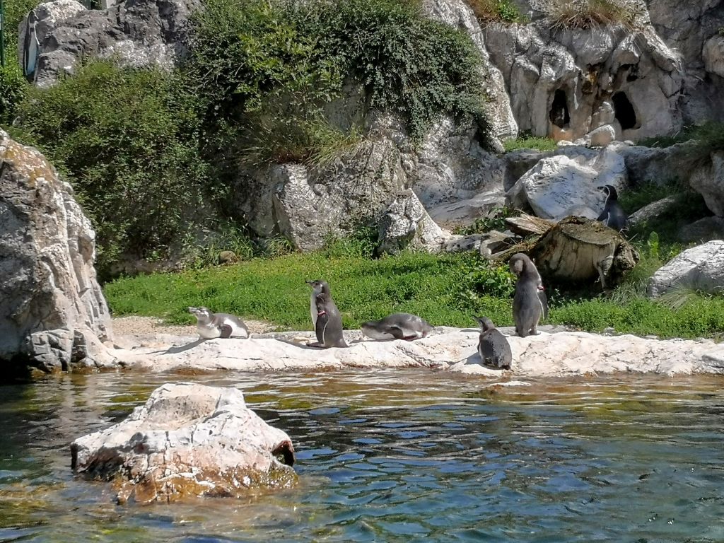 Schönbrunn Zoo - polarium
