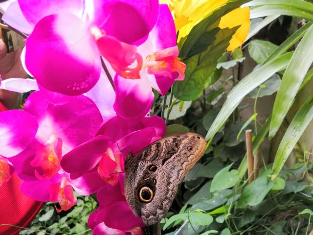 Schmetterlinghaus - butterfly paradise in the heart of Vienna