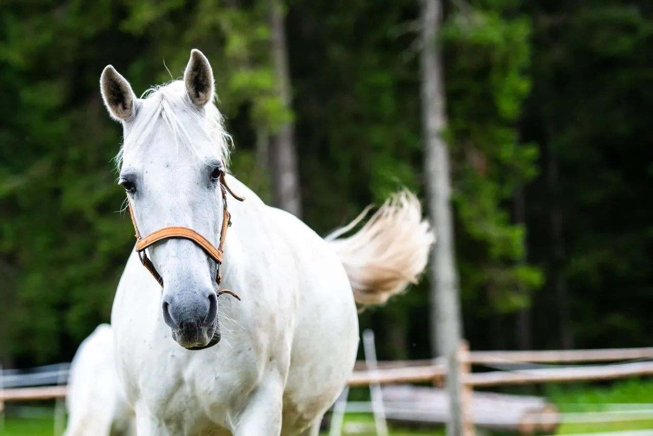 Spanish Riding School