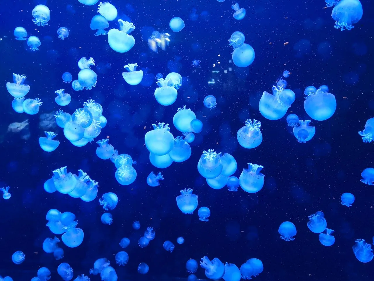 Explore the fascinating world beneath the waves at Haus des Meeres: Aqua Terra Zoo in Vienna